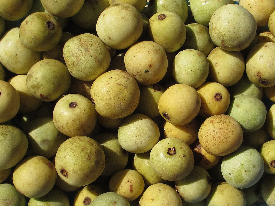 Óleo semente da Árvore de Marula